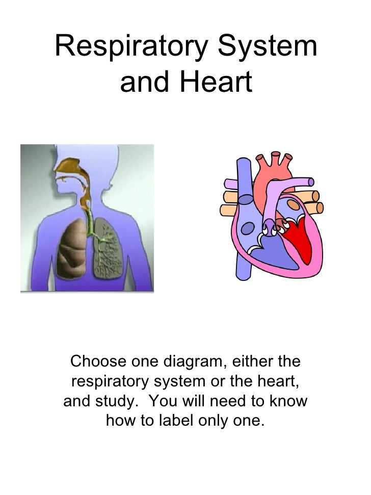 Respiratory System & Heart