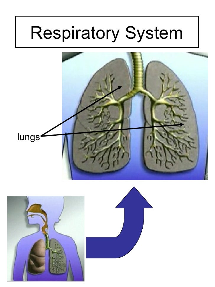 Respiratory System & Heart nasal trachea diagram 