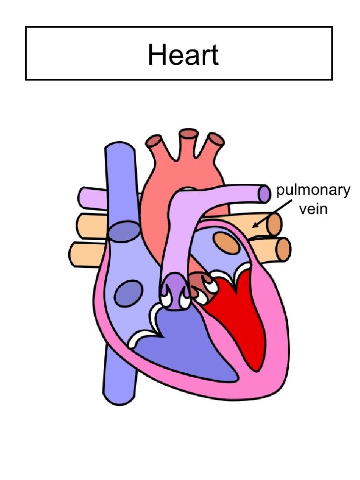 Respiratory System & Heart