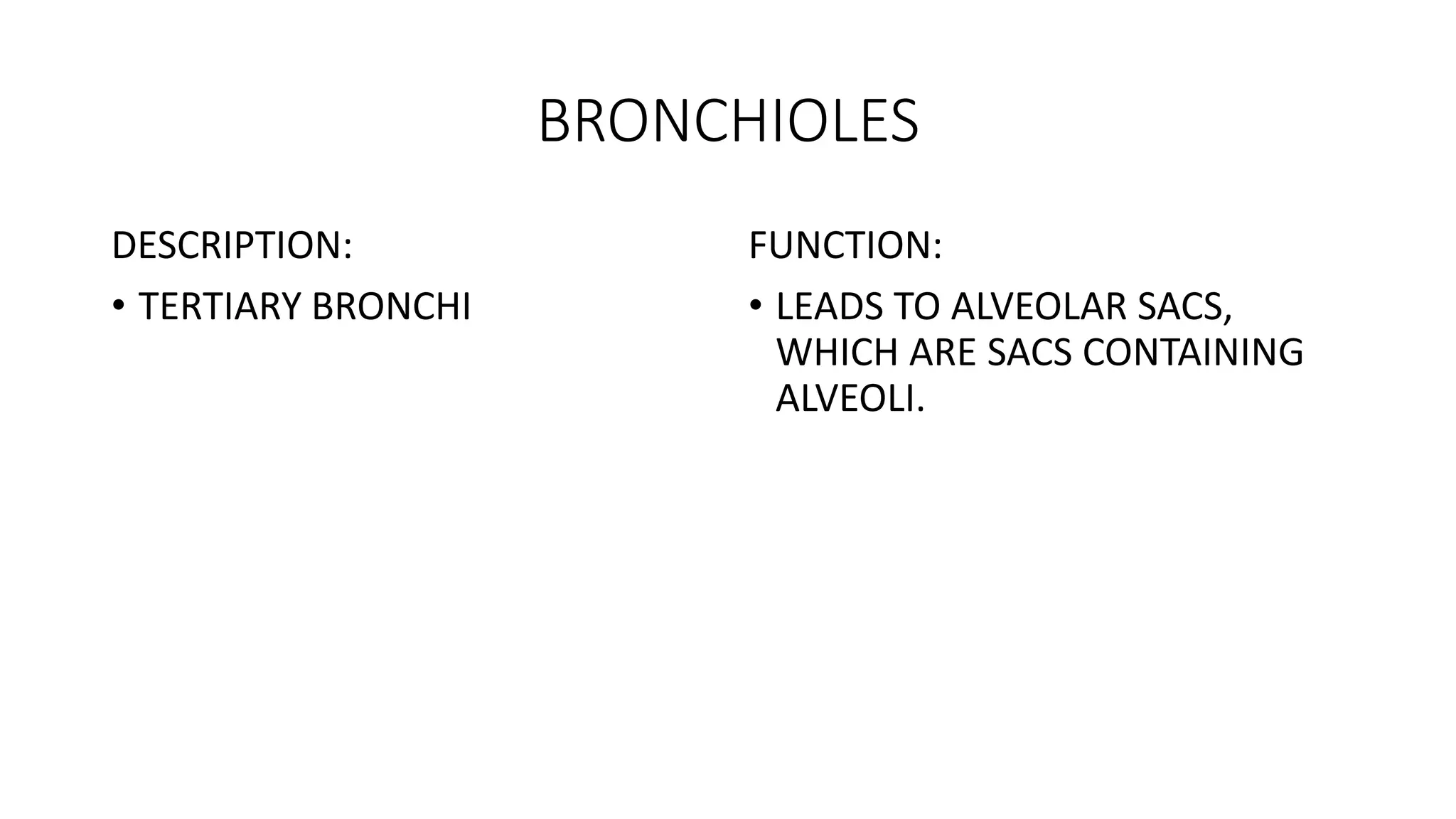 BRONCHIOLES
DESCRIPTION:
• TERTIARY BRONCHI
FUNCTION:
• LEADS TO ALVEOLAR SACS,
WHICH ARE SACS CONTAINING
ALVEOLI.
 