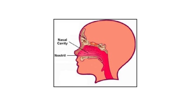 Respiratory system
