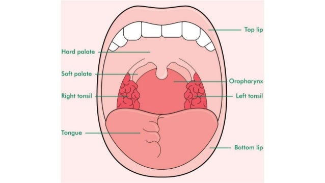 Function Of The Mouth In The Respiratory System 47