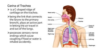 Right/Left(Primary)
Bronchus
to carry oxygen-rich air
reach the lungs during
inhalation and let
carbon dioxide-rich air
o...