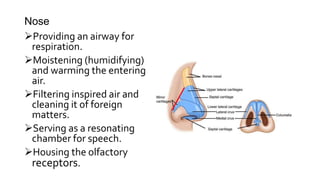 Nasal Cavity
Lies in and posterior to the
external nose
The nasal cavity is the inside
of your nose.
It is lined with a...