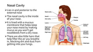 Nostril
The primary purpose of
the external nares is to
let air enter the nasal
cavities so it can be
purified and sent t...