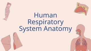Comprehensive Overview of Human Respiratory System Anatomy and Function ...