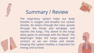 Comprehensive Overview of Human Respiratory System Anatomy and Function ...