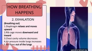 Respiratory-System-Biology-Presentation-in-a-Blue-Pink-Bold-Style.pptx