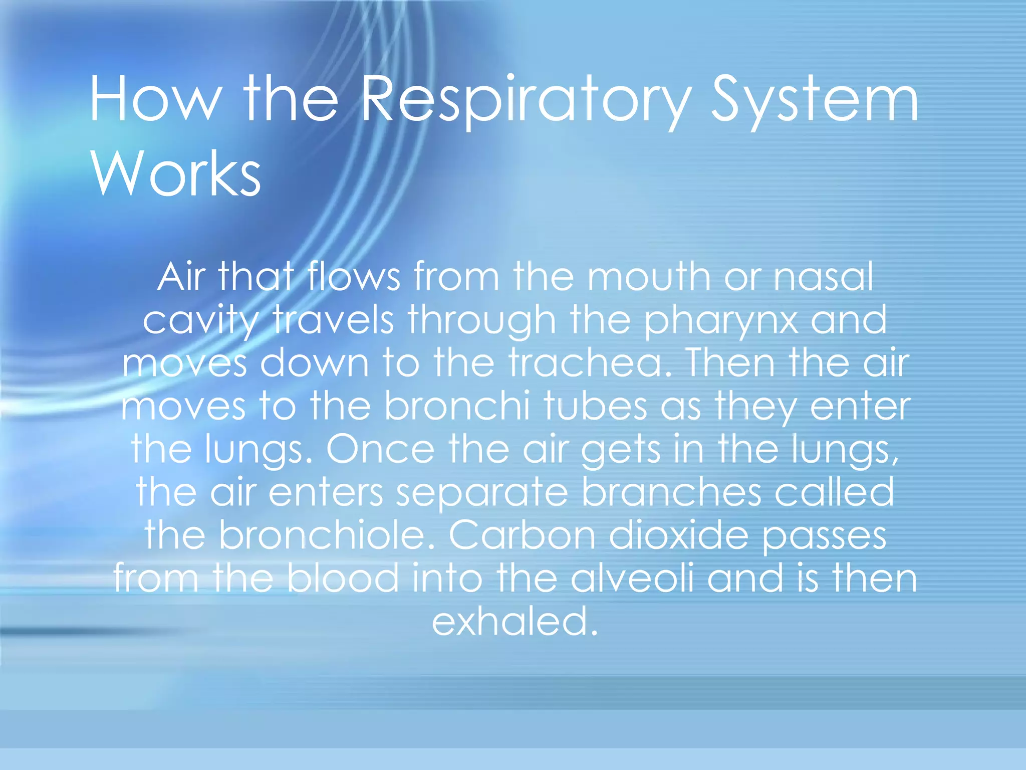 How the Respiratory System Works Air that flows from the mouth or nasal cavity travels through the pharynx and moves down to the trachea. Then the air moves to the bronchi tubes as they enter the lungs. Once the air gets in the lungs, the air enters separate branches called the bronchiole. Carbon dioxide passes from the blood into the alveoli and is then exhaled. 