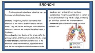 Respiratory-system (1).pdf HUMAN HISTOLOGY | PDF