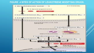 FIGURE .4 SITES OF ACTION OF LEUKOTRIENE MODIFYING DRUGS.
 