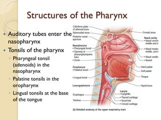 Structures of the Pharynx
— Auditory tubes enter the
nasopharynx
— Tonsils of the pharynx
◦ Pharyngeal tonsil
(adenoids) in the
nasopharynx
◦ Palatine tonsils in the
oropharynx
◦ Lingual tonsils at the base
of the tongue
 