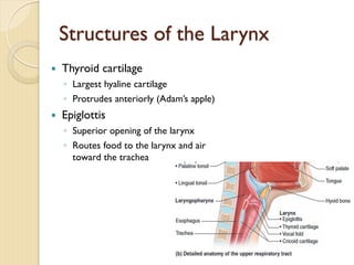 Structures of the Larynx
— Thyroid cartilage
◦ Largest hyaline cartilage
◦ Protrudes anteriorly (Adam’s apple)
— Epiglottis
◦ Superior opening of the larynx
◦ Routes food to the larynx and air
toward the trachea
 