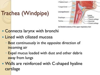 Trachea (Windpipe)
— Connects larynx with bronchi
— Lined with ciliated mucosa
◦ Beat continuously in the opposite direction of
incoming air
◦ Expel mucus loaded with dust and other debris
away from lungs
— Walls are reinforced with C-shaped hyaline
cartilage
 