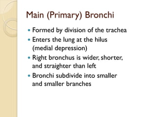 Main (Primary) Bronchi
— Formed by division of the trachea
— Enters the lung at the hilus
(medial depression)
— Right bronchus is wider, shorter,
and straighter than left
— Bronchi subdivide into smaller
and smaller branches
 