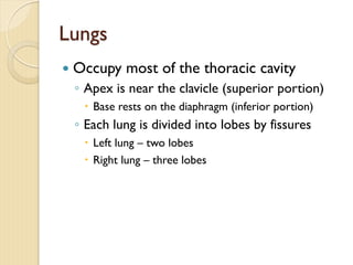 Lungs
— Occupy most of the thoracic cavity
◦ Apex is near the clavicle (superior portion)
– Base rests on the diaphragm (inferior portion)
◦ Each lung is divided into lobes by fissures
– Left lung – two lobes
– Right lung – three lobes
 