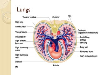 Lungs
 