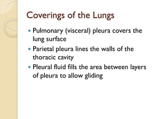 Coverings of the Lungs
— Pulmonary (visceral) pleura covers the
lung surface
— Parietal pleura lines the walls of the
thoracic cavity
— Pleural fluid fills the area between layers
of pleura to allow gliding
 