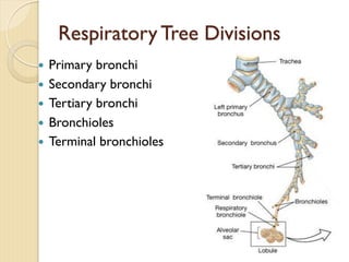 Respiratory Tree Divisions
— Primary bronchi
— Secondary bronchi
— Tertiary bronchi
— Bronchioles
— Terminal bronchioles
 
