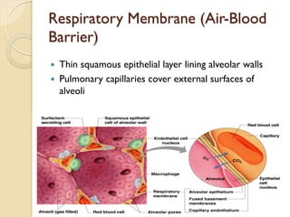 Respiratory Membrane (Air-Blood
Barrier)
— Thin squamous epithelial layer lining alveolar walls
— Pulmonary capillaries cover external surfaces of
alveoli
 