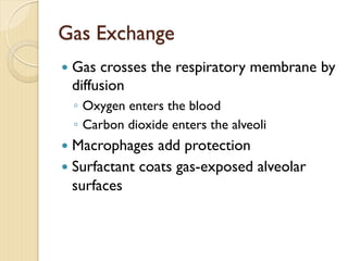 Gas Exchange
— Gas crosses the respiratory membrane by
diffusion
◦ Oxygen enters the blood
◦ Carbon dioxide enters the alveoli
— Macrophages add protection
— Surfactant coats gas-exposed alveolar
surfaces
 