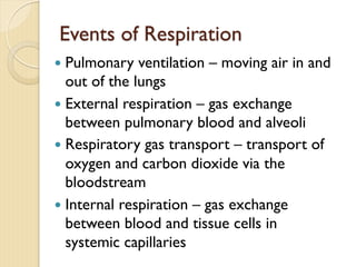 Events of Respiration
— Pulmonary ventilation – moving air in and
out of the lungs
— External respiration – gas exchange
between pulmonary blood and alveoli
— Respiratory gas transport – transport of
oxygen and carbon dioxide via the
bloodstream
— Internal respiration – gas exchange
between blood and tissue cells in
systemic capillaries
 