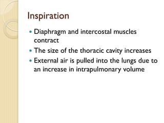 Inspiration
— Diaphragm and intercostal muscles
contract
— The size of the thoracic cavity increases
— External air is pulled into the lungs due to
an increase in intrapulmonary volume
 