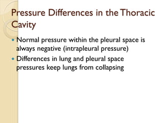 Pressure Differences in the Thoracic
Cavity
— Normal pressure within the pleural space is
always negative (intrapleural pressure)
— Differences in lung and pleural space
pressures keep lungs from collapsing
 