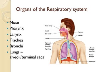 Organs of the Respiratory system
— Nose
— Pharynx
— Larynx
— Trachea
— Bronchi
— Lungs –
alveoli/terminal sacs
 