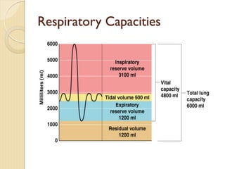 Respiratory Capacities
 