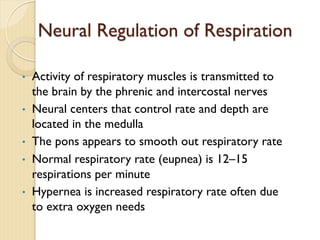 Neural Regulation of Respiration
• Activity of respiratory muscles is transmitted to
the brain by the phrenic and intercostal nerves
• Neural centers that control rate and depth are
located in the medulla
• The pons appears to smooth out respiratory rate
• Normal respiratory rate (eupnea) is 12–15
respirations per minute
• Hypernea is increased respiratory rate often due
to extra oxygen needs
 