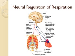 Neural Regulation of Respiration
 