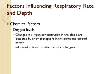 — Chemical factors
◦ Oxygen levels
– Changes in oxygen concentration in the blood are
detected by chemoreceptors in the aorta and carotid
artery
– Information is sent to the medulla oblongata
Factors Influencing Respiratory Rate
and Depth
 