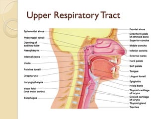 Upper Respiratory Tract
 