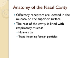 Anatomy of the Nasal Cavity
— Olfactory receptors are located in the
mucosa on the superior surface
— The rest of the cavity is lined with
respiratory mucosa
◦ Moistens air
◦ Traps incoming foreign particles
 