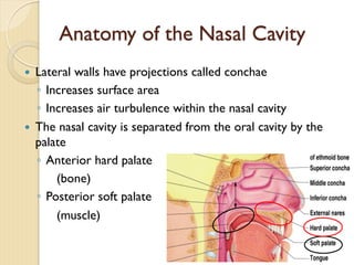 Anatomy of the Nasal Cavity
— Lateral walls have projections called conchae
◦ Increases surface area
◦ Increases air turbulence within the nasal cavity
— The nasal cavity is separated from the oral cavity by the
palate
◦ Anterior hard palate
(bone)
◦ Posterior soft palate
(muscle)
 