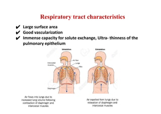 Respiratory tract characteristics
✔ Large surface area
✔ Good vascularization
✔ Immense capacity for solute exchange, Ultra- thinness of the
pulmonary epithelium
 