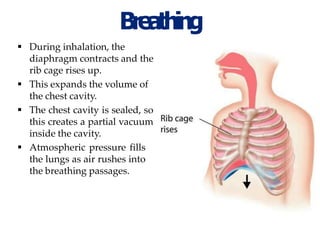 respiratory%20system.pptx