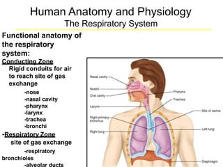 Human Anatomy and Physiology
The Respiratory System
Functional anatomy
the respiratory
system:
Conducting Zone
of
Rigid conduits for air
to reach site of gas
exchange
-nose
-nasal cavity
-pharynx
-larynx
-trachea
-bronchi
-Respiratory Zone
site of gas exchange
-respiratory
bronchioles
-alveolar ducts
 