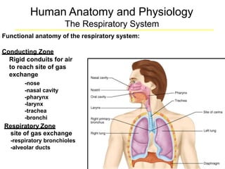 Human Anatomy and Physiology
The Respiratory System
Functional anatomy of the respiratory system:
Conducting Zone
Rigid conduits for air
to reach site of gas
exchange
-nose
-nasal cavity
-pharynx
-larynx
-trachea
-bronchi
Respiratory Zone
site of gas exchange
-respiratory bronchioles
-alveolar ducts
 