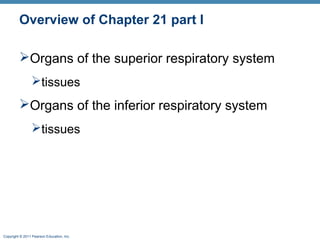 Overview of Chapter 21 part I
Organs of the superior respiratory system
tissues

Organs of the inferior respiratory system
tissues

Copyright © 2011 Pearson Education, Inc.

 