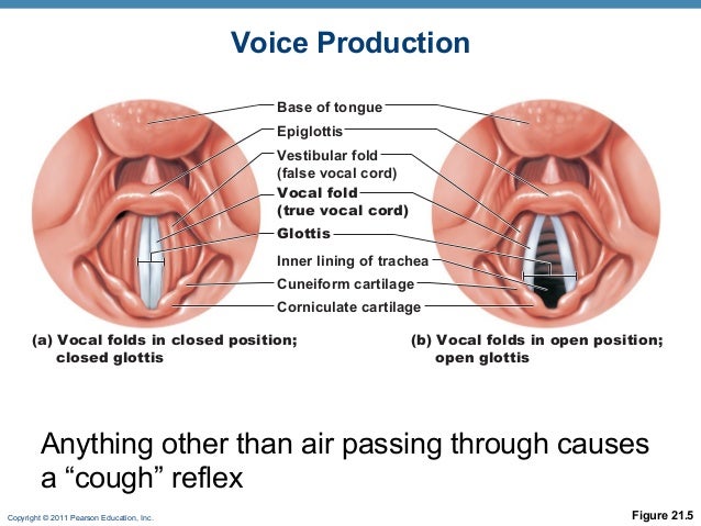 Vocal Process Scope Respiratory anat online