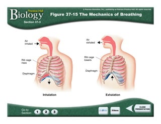 Go to
Section:
Air
inhaled
Diaphragm
Rib cage
rises
Air
exhaled
Diaphragm
Rib cage
lowers
Inhalation Exhalation
Section 37-3
Figure 37-15 The Mechanics of Breathing
 