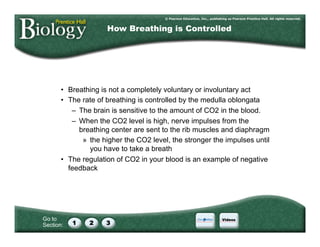 Go to
Section:
•  Breathing is not a completely voluntary or involuntary act
•  The rate of breathing is controlled by the medulla oblongata
–  The brain is sensitive to the amount of CO2 in the blood.
–  When the CO2 level is high, nerve impulses from the
breathing center are sent to the rib muscles and diaphragm
»  the higher the CO2 level, the stronger the impulses until
you have to take a breath
•  The regulation of CO2 in your blood is an example of negative
feedback
How Breathing is Controlled
 