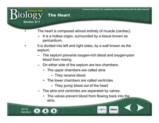 Go to
Section:
•  The heart is composed almost entirely of muscle (cardiac).
–  It is a hollow organ, surrounded by a tissue known as
pericardium.
•  It is divided into left and right sides, by a wall known as the
septum.
–  The septum prevents oxygen-rich blood and oxygen-poor
blood from mixing.
–  On either side of the septum are two chambers.
•  The upper chambers are called atria
–  They receive blood
•  The lower chambers are called ventricles
–  They pump blood out of the heart
–  The atria and ventricles are separated by valves.
•  The valves prevent blood from flowing back into the
atria.
Section 37-1
The Heart
 