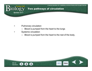 Go to
Section:
•  Pulmonary circulation
–  Blood is pumped from the heart to the lungs
•  Systemic circulation
–  Blood is pumped from the heart to the rest of the body.
Section 37-1
Two pathways of circulation
 