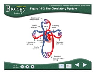 Go to
Section:
Section 37-1
Figure 37-2 The Circulatory System
Capillaries of
head and arms
Capillaries of
abdominal organs
and legs
Inferior
vena cava
Pulmonary
vein
Capillaries of
right lung
Superior
vena cava
Aorta Pulmonary
artery
Capillaries
of left lung
 