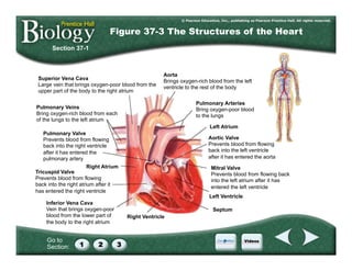 Go to
Section:
Section 37-1
Figure 37-3 The Structures of the Heart
Right Ventricle
Right Atrium
Left Atrium
Inferior Vena Cava
Vein that brings oxygen-poor
blood from the lower part of
the body to the right atrium
Tricuspid Valve
Prevents blood from flowing
back into the right atrium after it
has entered the right ventricle
Pulmonary Valve
Prevents blood from flowing
back into the right ventricle
after it has entered the
pulmonary artery
Pulmonary Veins
Bring oxygen-rich blood from each
of the lungs to the left atrium
Superior Vena Cava
Large vein that brings oxygen-poor blood from the
upper part of the body to the right atrium
Aorta
Brings oxygen-rich blood from the left
ventricle to the rest of the body
Pulmonary Arteries
Bring oxygen-poor blood
to the lungs
Aortic Valve
Prevents blood from flowing
back into the left ventricle
after it has entered the aorta
Mitral Valve
Prevents blood from flowing back
into the left atrium after it has
entered the left ventricle
Left Ventricle
Septum
 