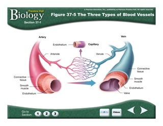 Go to
Section:
Section 37-1
Figure 37-5 The Three Types of Blood Vessels
Capillary
Connective
tissue
Connective
tissue
Smooth
muscle
Smooth
muscle
Endothelium
Endothelium
Valve
Venule
Endothelium
Arteriole
Vein
Artery
 