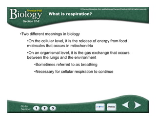 Go to
Section:
Section 37-2
What is respiration?
• Two different meanings in biology
• On the cellular level, it is the release of energy from food
molecules that occurs in mitochondria
• On an organismal level, it is the gas exchange that occurs
between the lungs and the environment
• Sometimes referred to as breathing
• Necessary for cellular respiration to continue
 